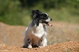 EPAGNEUL PAPILLON 134